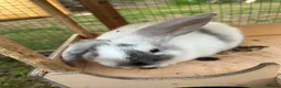 Mini Lop rabbits for sale: Beautiful baby bunnies for sale!  - Advert 2