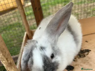 Mini Lop rabbits Beautiful baby bunnies for sale! - Advert 1