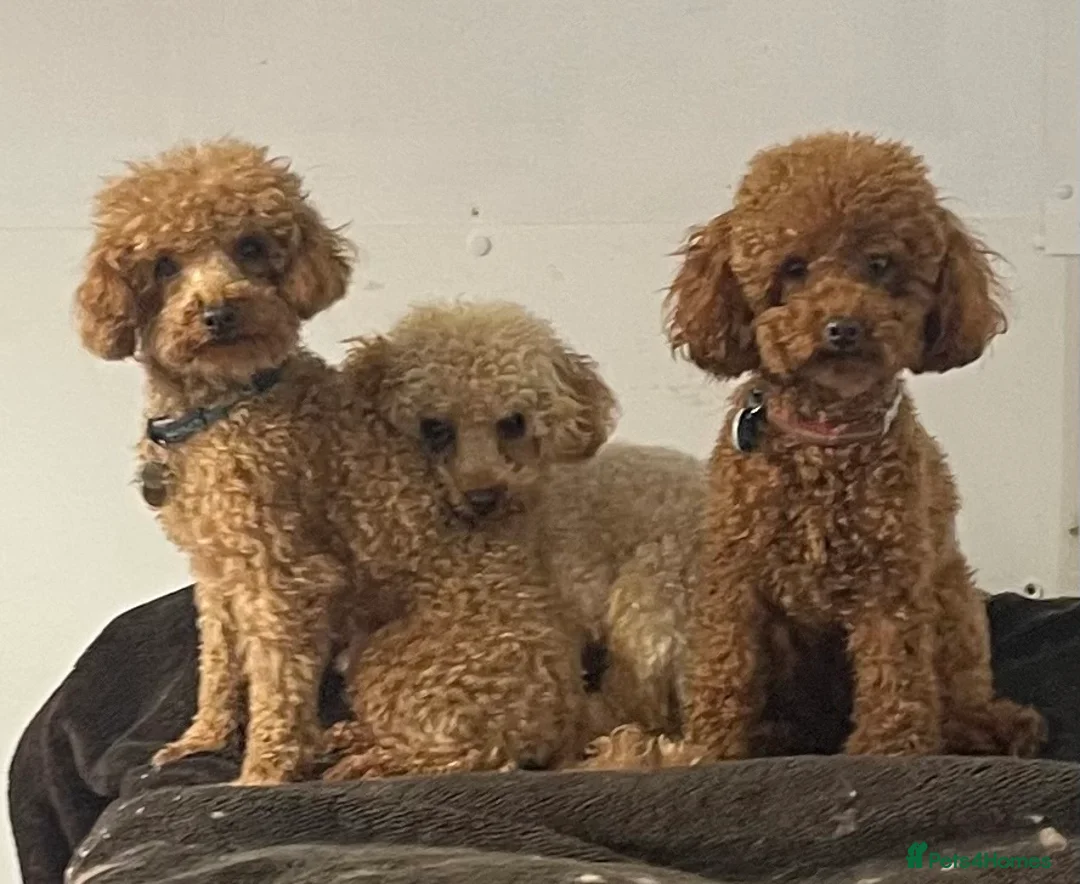 Toy Poodle dogs for stud: 2 RED BOYS FOR STUD in Burry Port - Advert 9