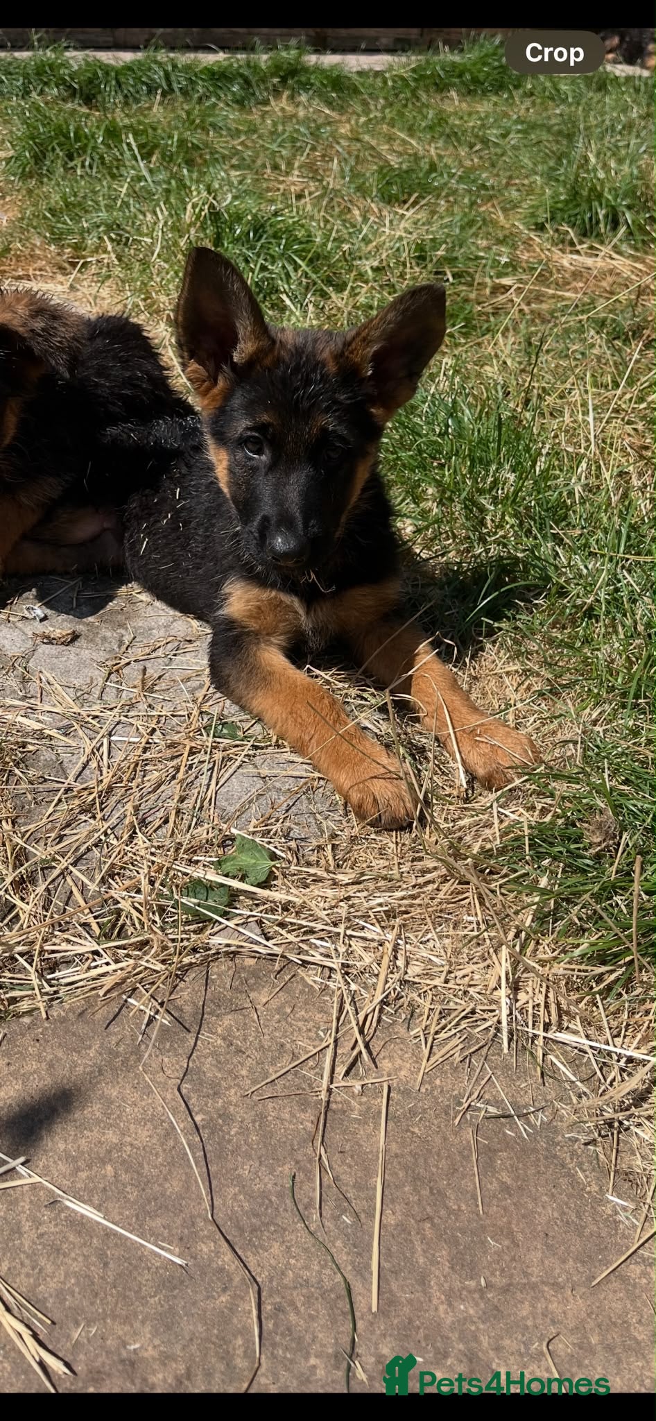 German Shepherd dogs German Shepard puppies ⭐️ready to be rehomed ⭐️ - Advert 2