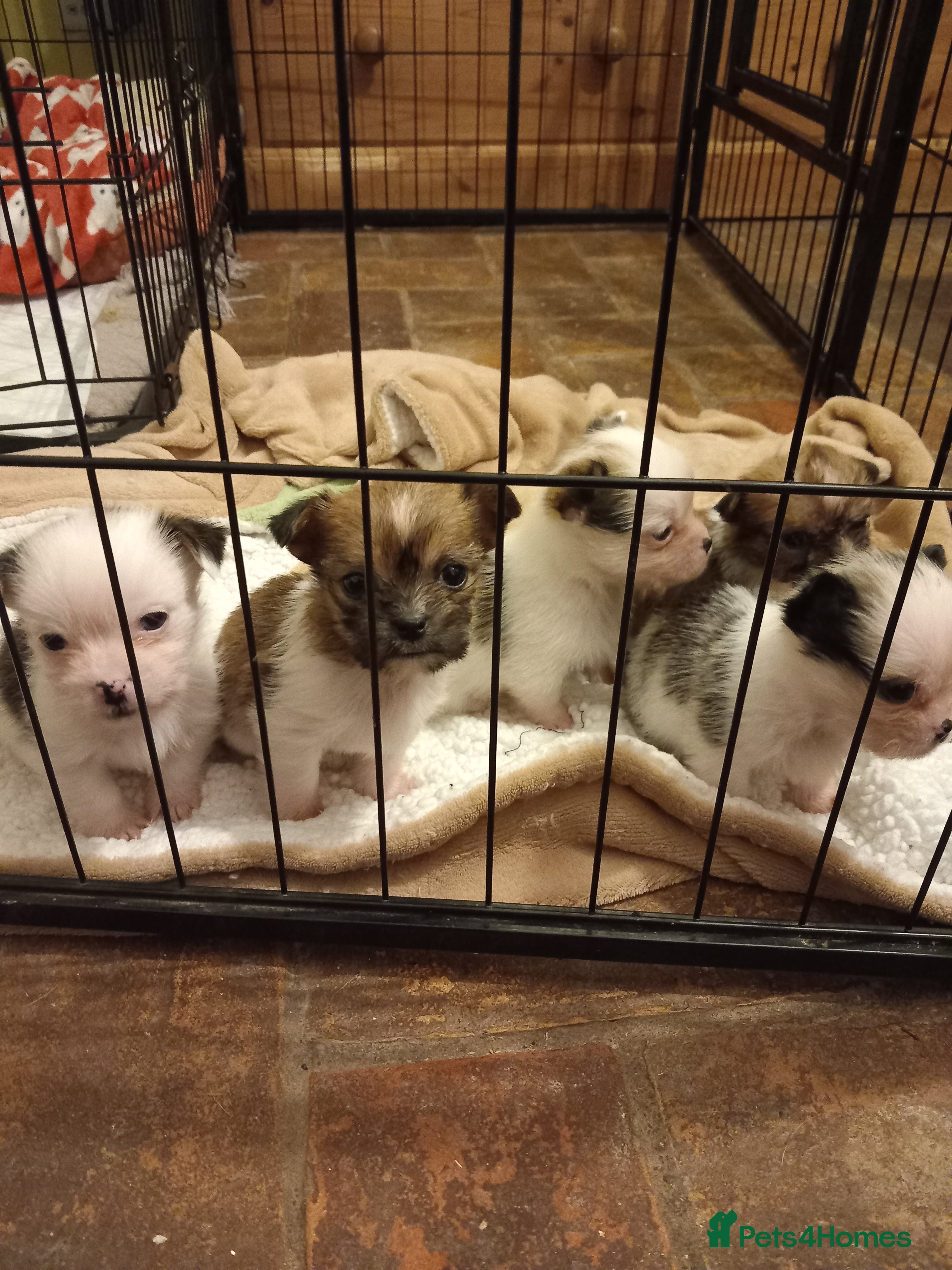 Mixed Breed dogs 2 Boy & 2 Girl- Jack Russell/Chihuahua x Shih Tzu - Advert 7