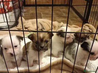 Mixed Breed dogs 2 Boy & 2 Girl- Jack Russell/Chihuahua x Shih Tzu - Advert 7