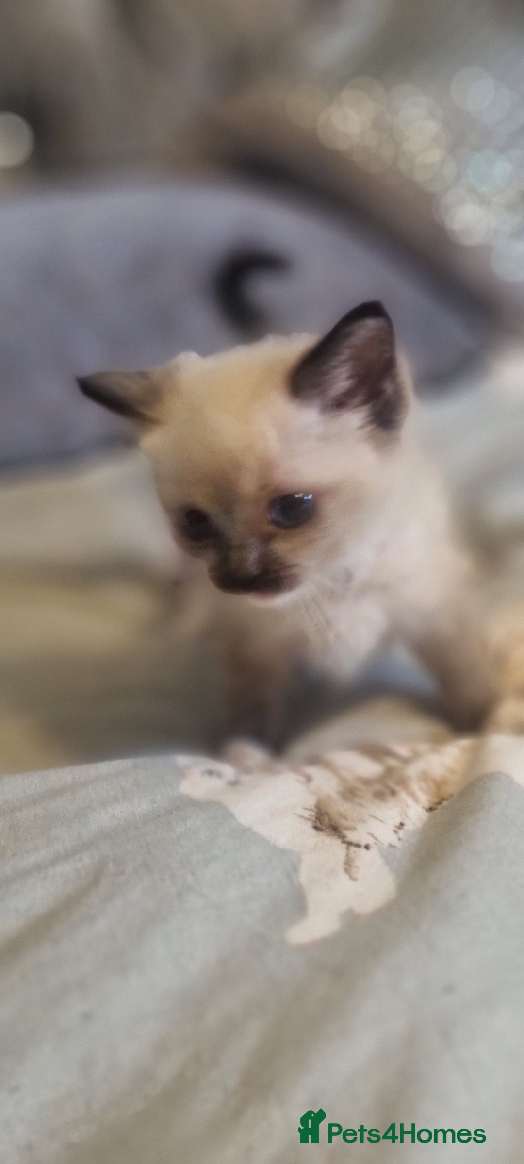 Ragdoll cats for sale: Ragdoll kittens - Image 11
