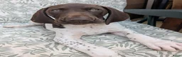 German Shorthaired Pointer dogs for sale: Beautiful German short haired pointer puppy's  - Advert 22