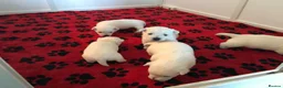 West Highland Terrier dogs for sale: Settling westie - Advert 10