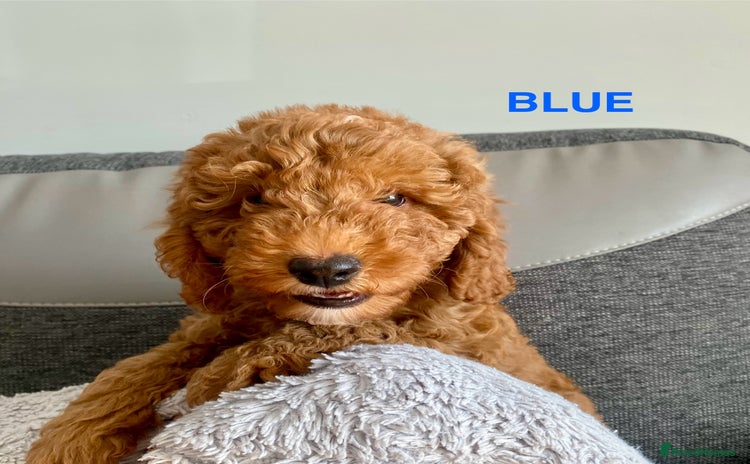 Cockapoo dogs - Advert 1