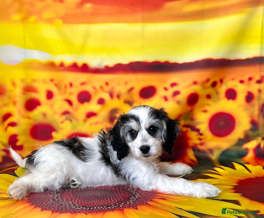 Cockapoo dogs for sale: ⭐️Rare Silver Phantom DNA CLEAR Mini F1 Cockapoos - Image 10