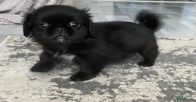Mixed Breed dogs - Advert 13