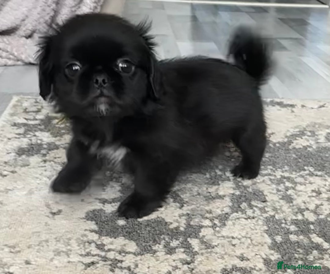 Mixed Breed dogs for sale: 4 fully vaccinated Tiny Pugingeses left  - Image 5
