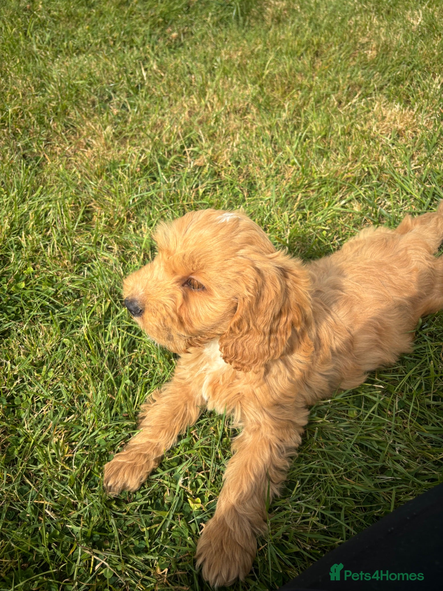 Cockapoo dogs Beautiful cockerpoo puppies - Advert 6