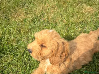 Cockapoo dogs Beautiful cockerpoo puppies - Advert 6