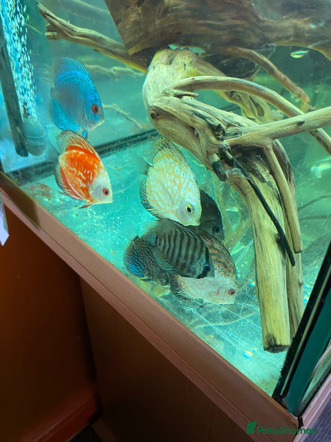 Discus fish for sale: 9 Discuss fish - Advert 2