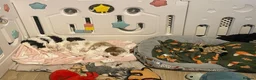Cavapoo dogs for sale: BEAUTIFUL FULLY HT F1 Cavapoo’s choc carriers  - Advert 12