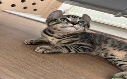 Keetso cats for sale: Reduced Ready now Last 1, Rare Jungle Curl Kittens in Portsmouth - Image 24