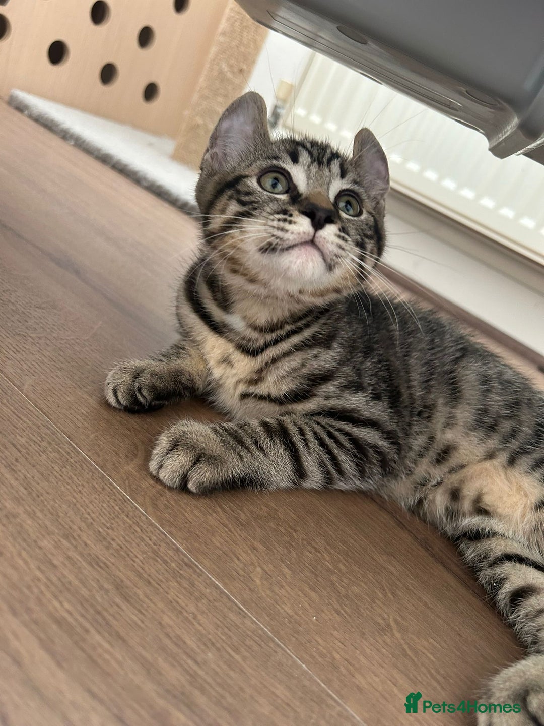 Keetso cats for sale: Reduced Ready now Last 1, Rare Jungle Curl Kittens in Portsmouth - Image 24