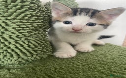 Mixed Breed cats for sale: Kittens 2 female ready  - Image 4