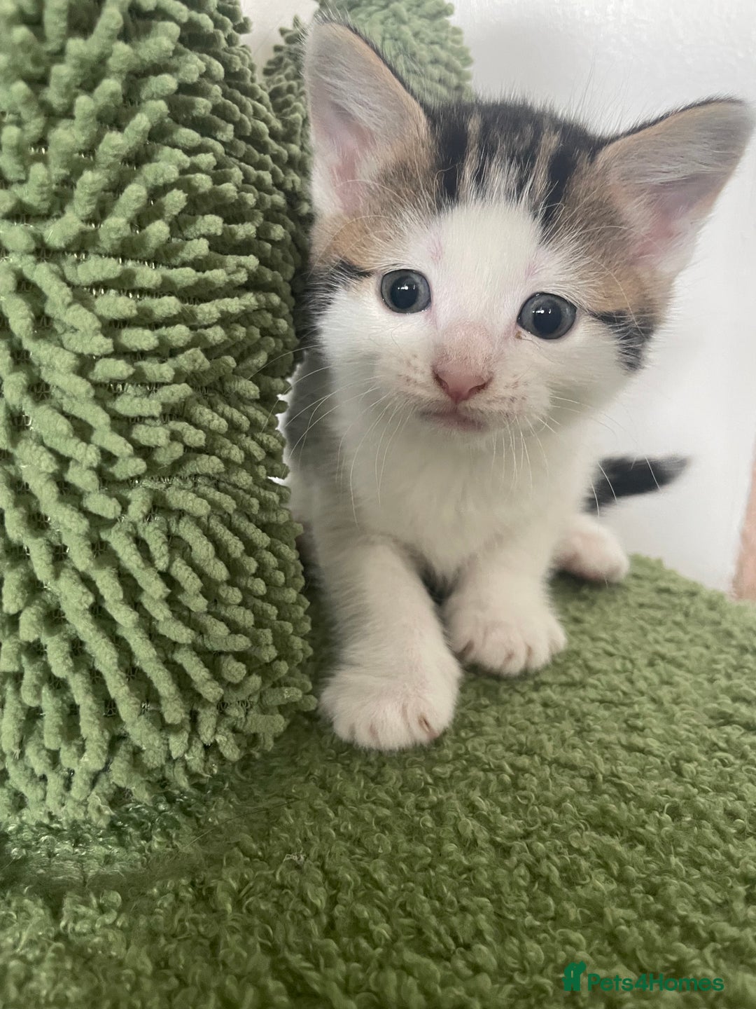Mixed Breed cats for sale: Kittens 2 female ready  - Image 4