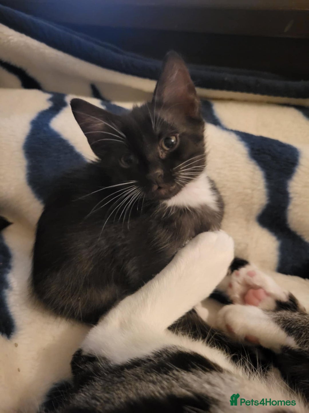 Savannah cats for sale: Sooty the sweetest Savannah cross - Image 2