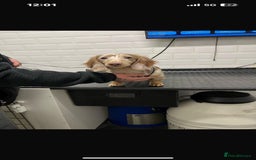 Miniature Dachshund dogs for stud: Isabella & Tan Long Hair Dapple Carrying Piebald  - Image 3