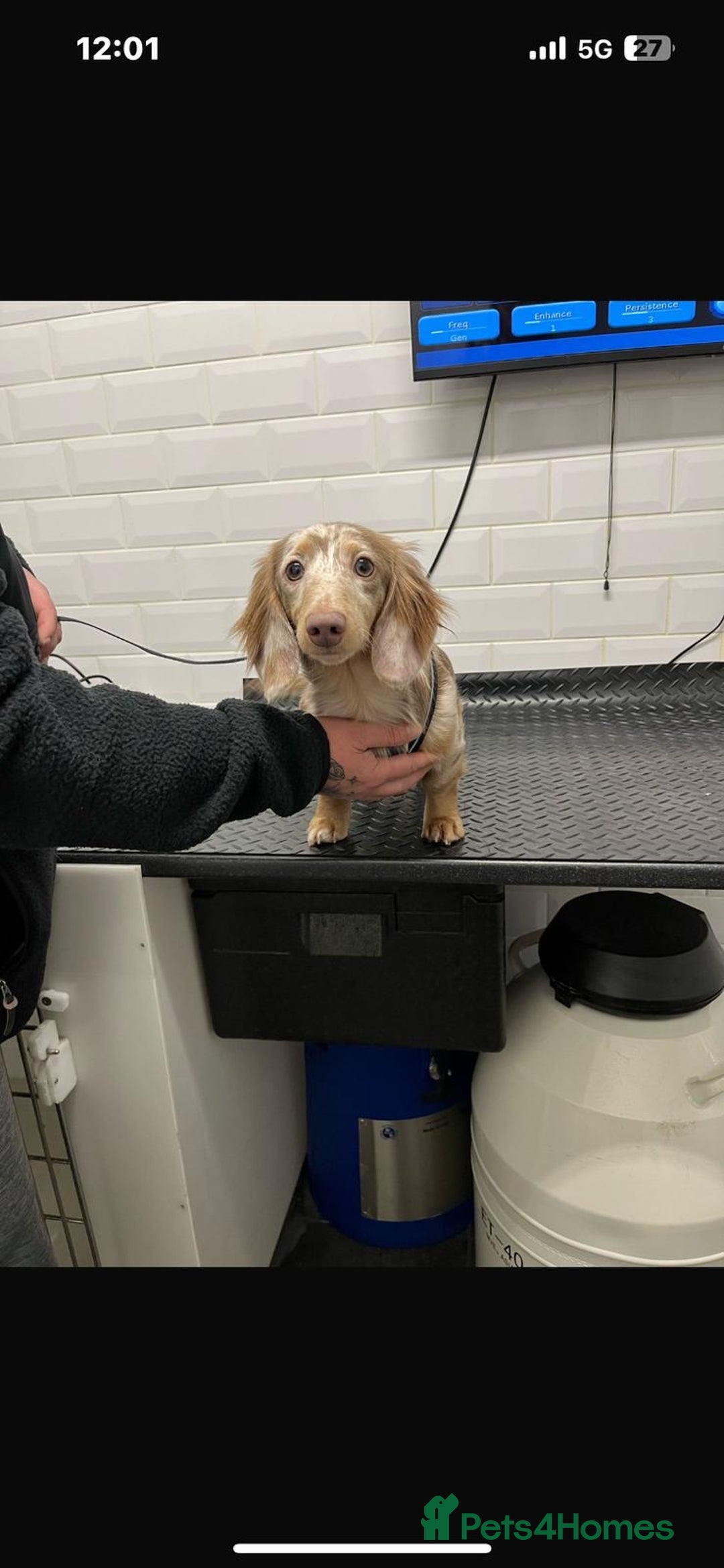 Miniature Dachshund dogs for stud: Isabella & Tan Long Hair Dapple Carrying Piebald  - Image 3