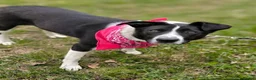 Mixed Breed dogs for adoption: ❤️🐶 RIABA – THE COMPANION EVERY FAMILY DREAMS OF in Burton-on-Trent - Advert 6