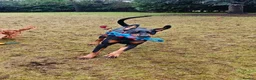 Dobermann dogs for sale: A Stunning strong KC Reg Black & Tan Doberman - Advert 9