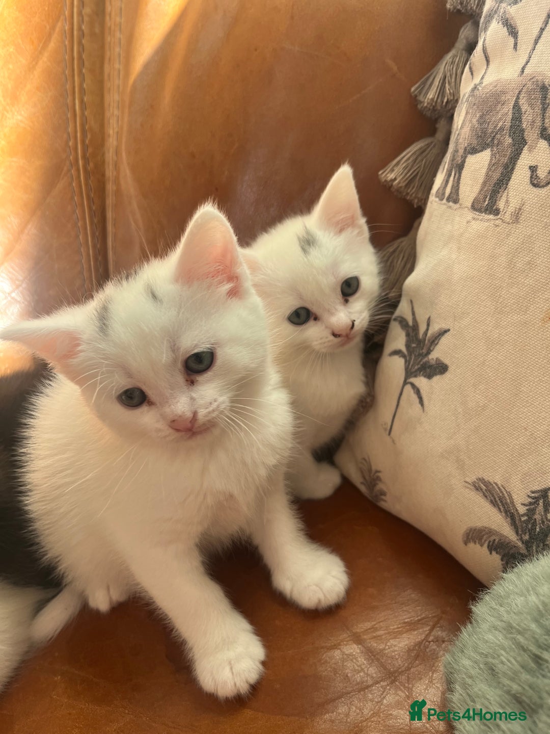 Mixed Breed cats for sale: 4 Adorable kittens - Image 3