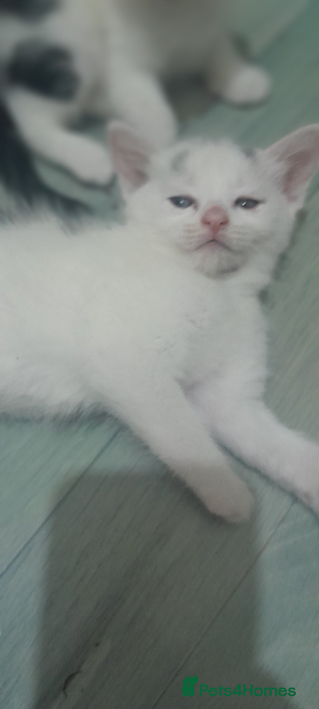 Mixed Breed cats for sale: Kittens ready now - Image 3
