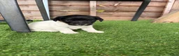 Mixed Breed dogs for sale: Sealyham jack Russel puppy - Advert 1