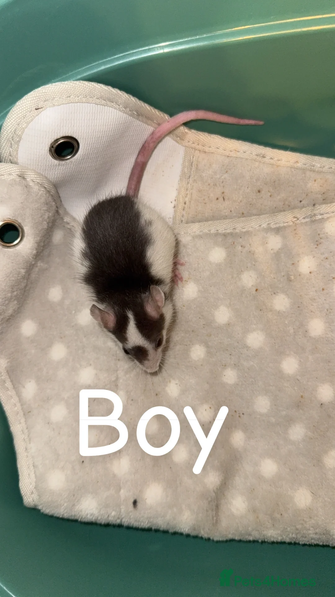 Rat rodents for sale: Baby rats mixed  - Advert 4