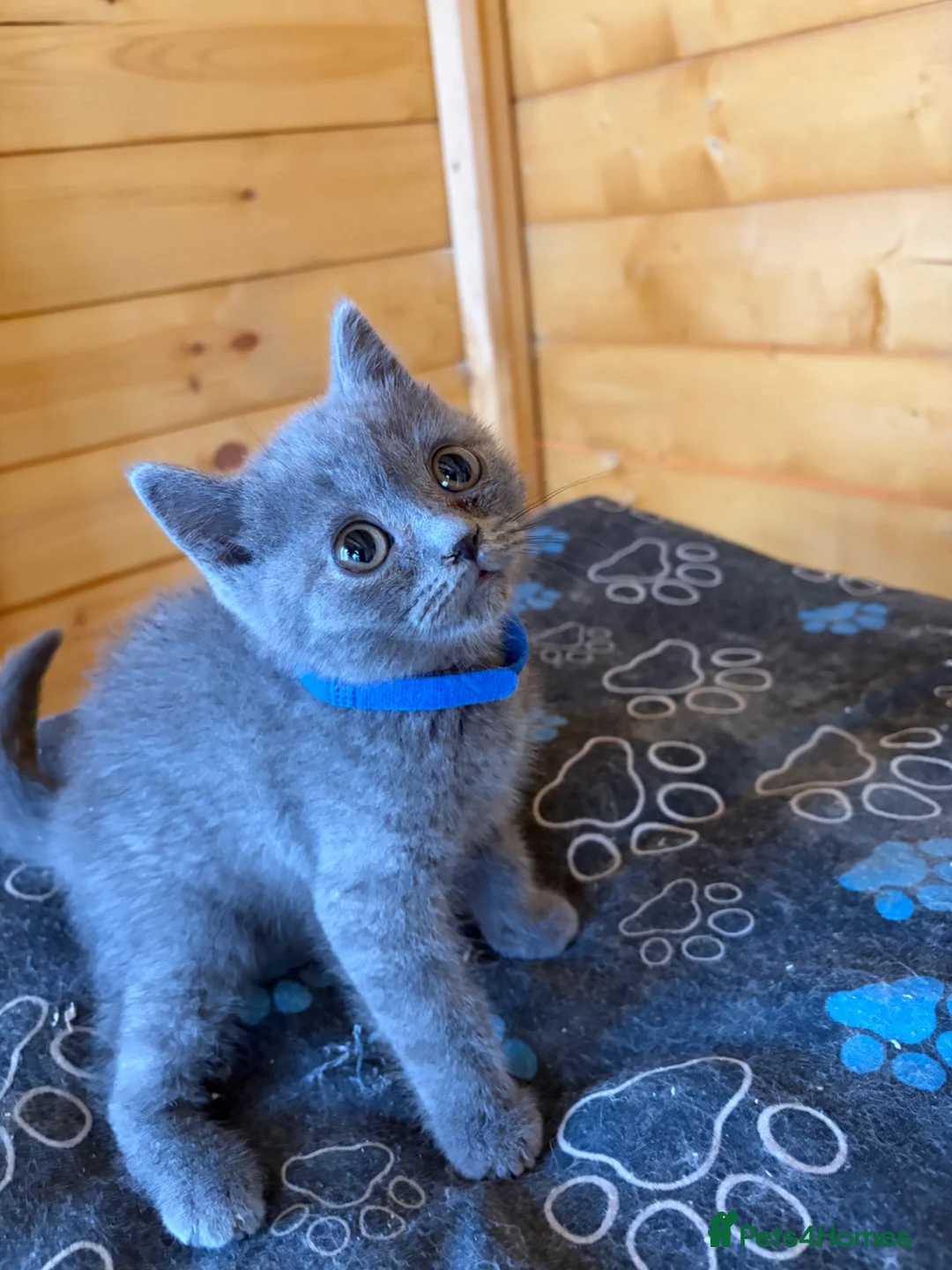 British Shorthair cats for sale: 5 Beautiful, healthy, British Shorthair kittens in Bromsgrove - Advert 2