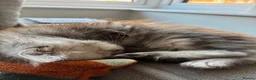 Maine Coon cats for sale: Stunning Baby  in Hull - Advert 8