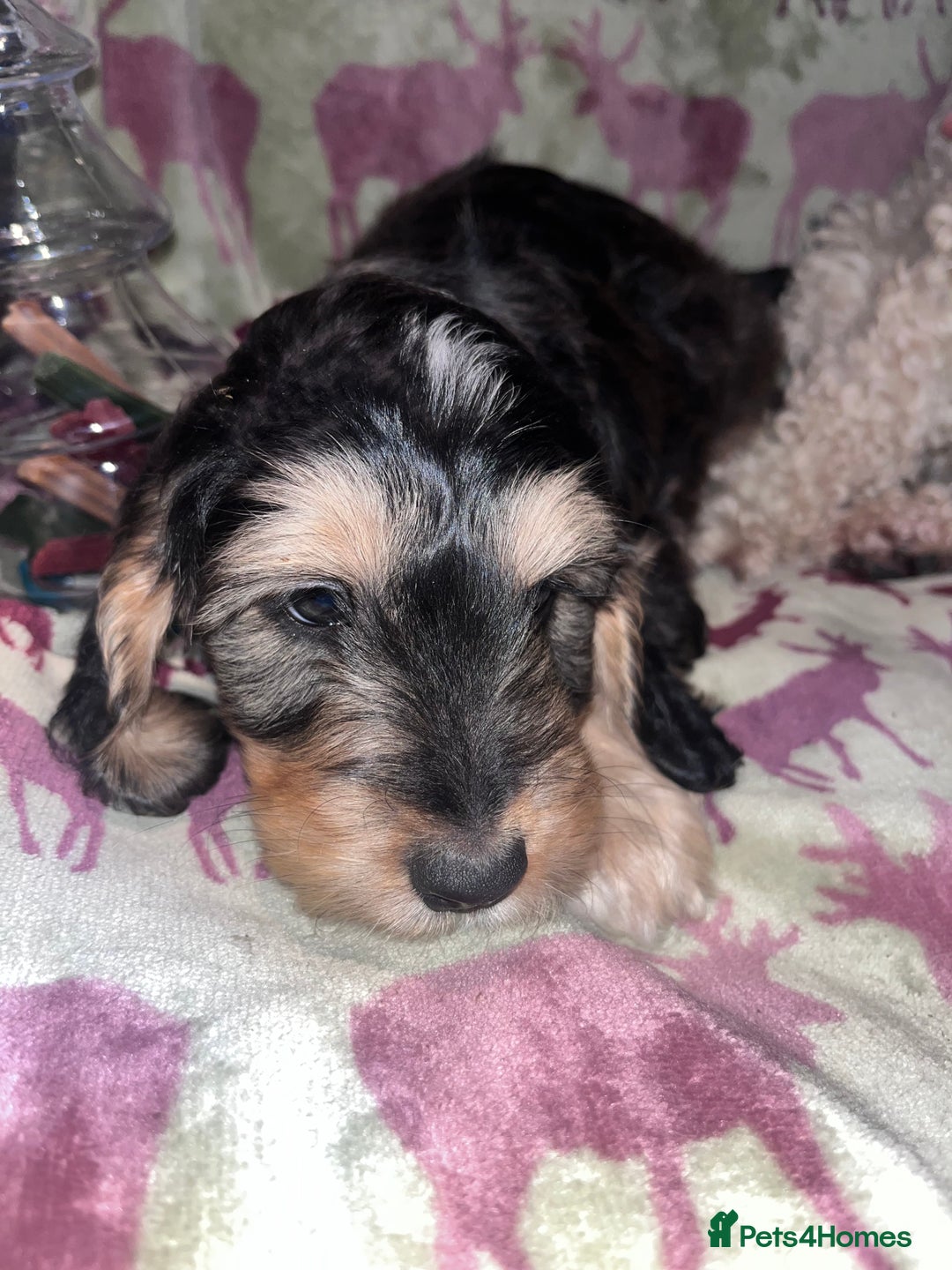 Australian Labradoodle dogs for sale: Gorgeous Australian Labradoodle Puppies  - Advert 21