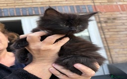 Ragdoll cats for sale: Ragdoll x English shorthair  - Image 11