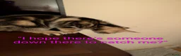 Domestic Shorthair cats for sale: READY TO LEAVE NOW🩵🩷 - Advert 17