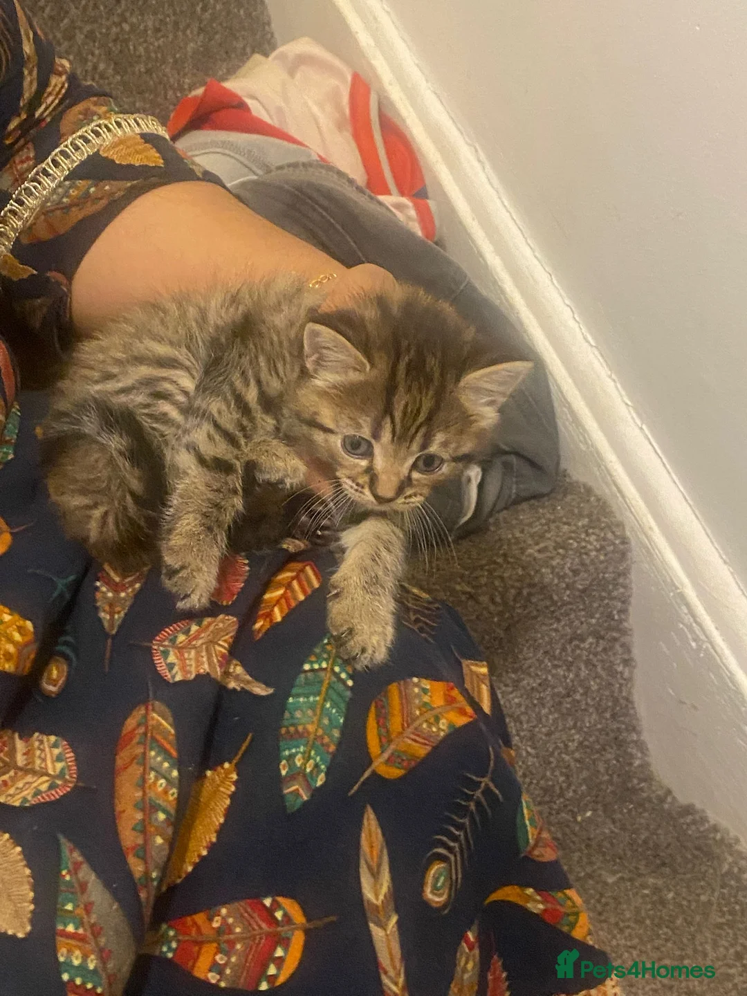 Mixed Breed cats for sale: Kittens for sale (3 available) in Cambridge - Advert 3