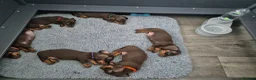 Miniature Dachshund dogs for sale: *KC Reg Miniature Dachshund Puppies available * - Advert 8