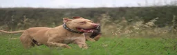 American Bull Staffy dogs for stud: Stud only  in Nottingham - Advert 2