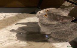 British Shorthair cats for sale: British blue shorthair kittens  - Image 15