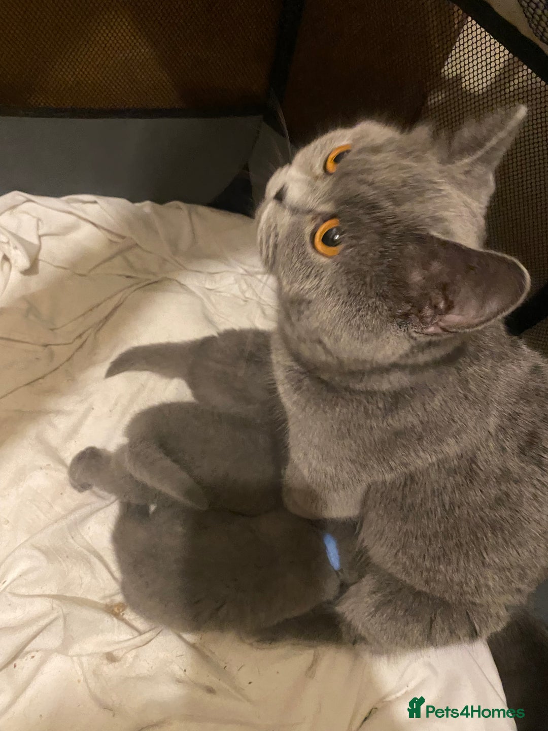 British Shorthair cats for sale: British blue shorthair kittens  - Image 15