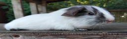 Guinea Pig rodents for sale: Spots Galore!!! Baby Chocolate Dalmation boys. - Advert 5
