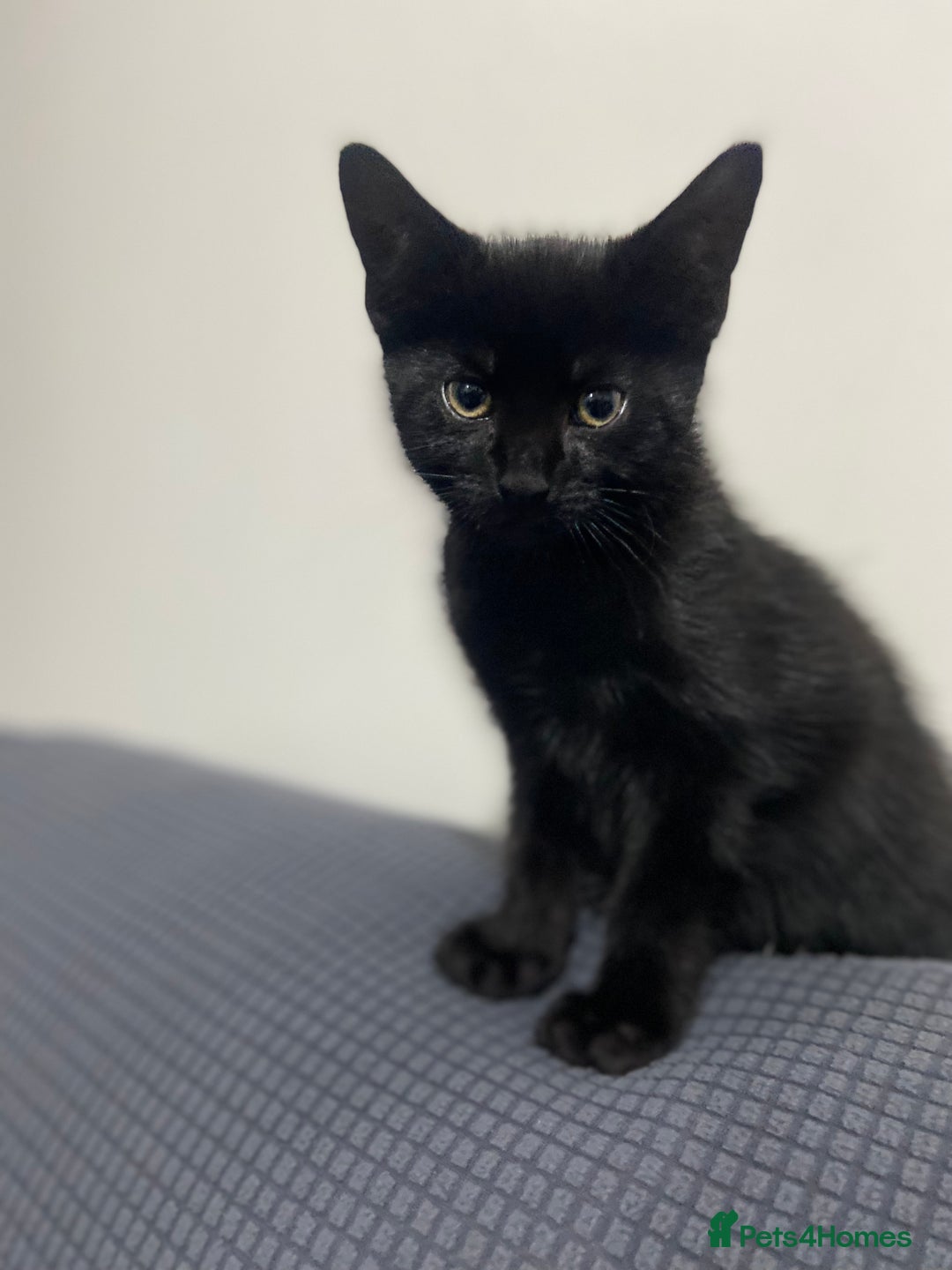 Mixed Breed cats for sale: 2 months old kittens  - Image 2