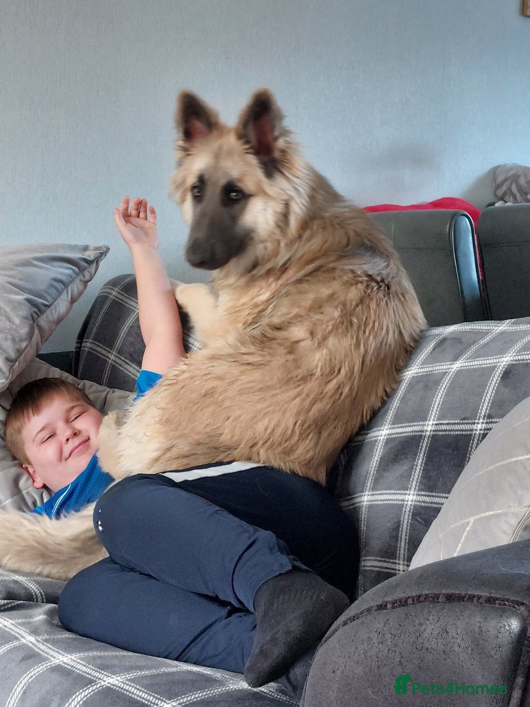 German Shepherd dogs for sale: Zeus German shepherd was  4 years old in July  - Image 9