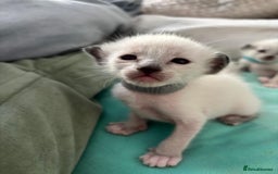 Ragdoll cats for sale: Ragdoll x Oriental kittens  - Image 3