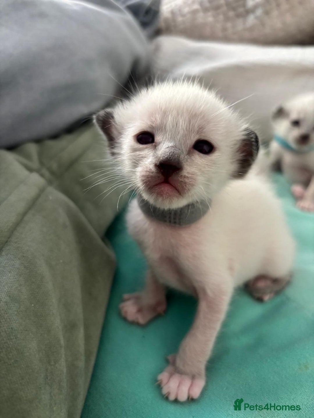 Ragdoll cats for sale: Ragdoll x Oriental kittens  - Image 3