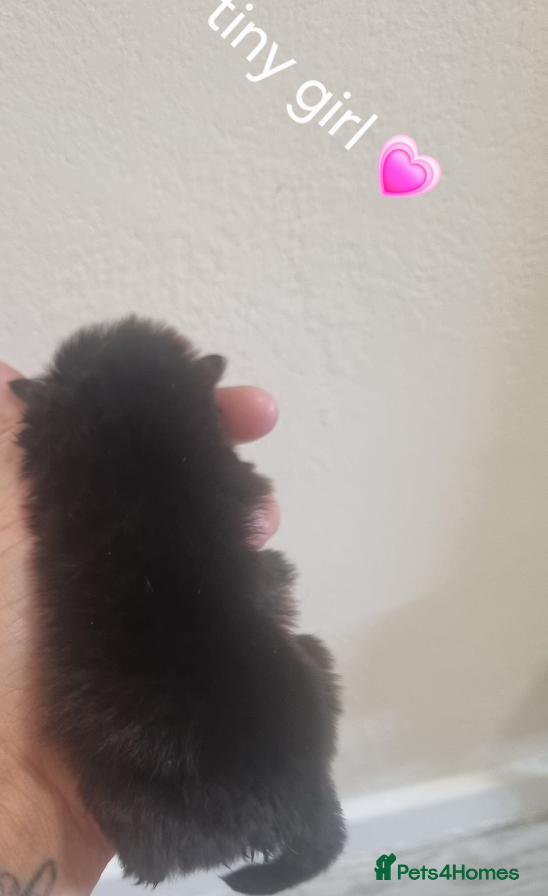 Pomeranian dogs for sale: Beautiful litter teddy bear poms  - Image 11