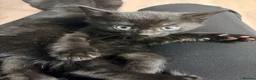 Mixed Breed cats for sale: Black &Tabby Kittens – Lovingly Raised, Ready soon in Feltham - Advert 3