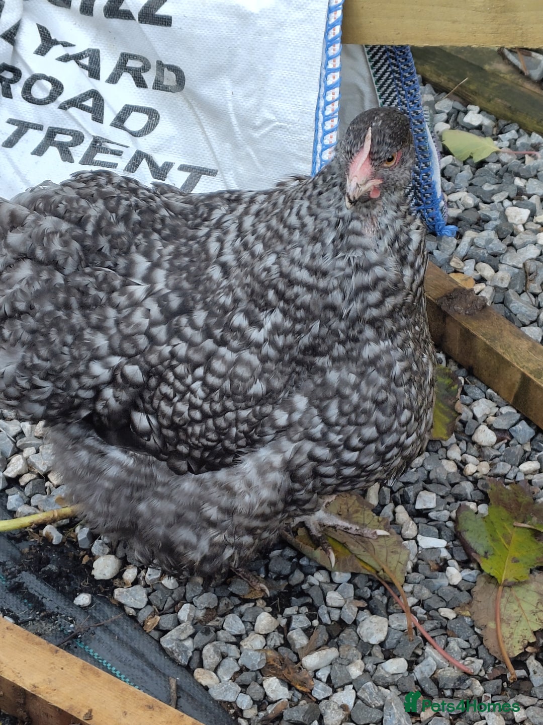 Chickens poultry for sale: Pair of Cuckoo Orpingtons - Advert 2