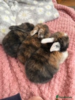 Mini Lop rabbits Raised indoors mini lop and lion lops/vaccinated - Advert 8