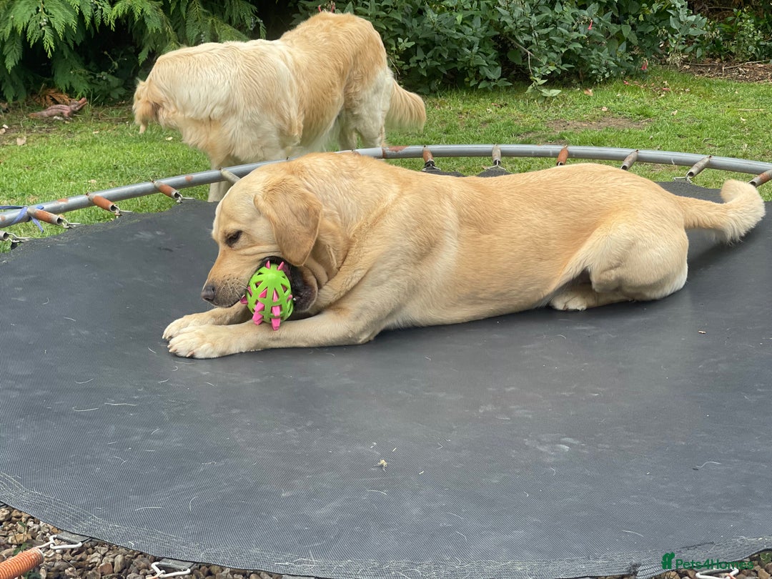 Goldador dogs for stud: Stunning Goldador for Stud in Oswestry - Advert 33